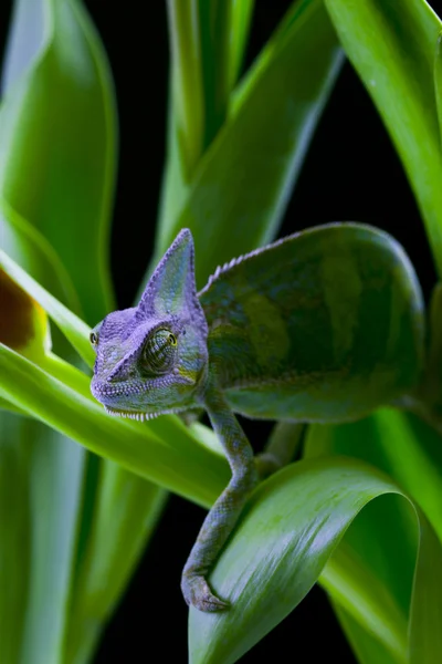 Květina na chameleon — Stock fotografie