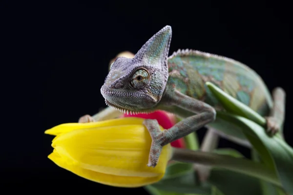 Flower on chameleon — Stock Photo, Image