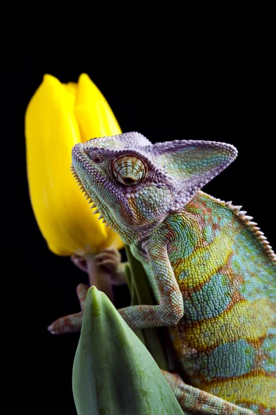 Kwiat na kameleon — Zdjęcie stockowe