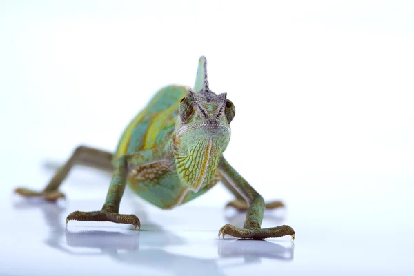 Kameleont isolerad på vit — Stockfoto