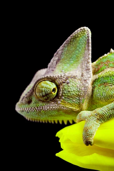 stock image Lizard