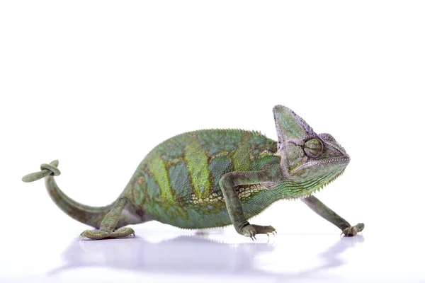 Chameleon geïsoleerd op witte achtergrond — Stockfoto