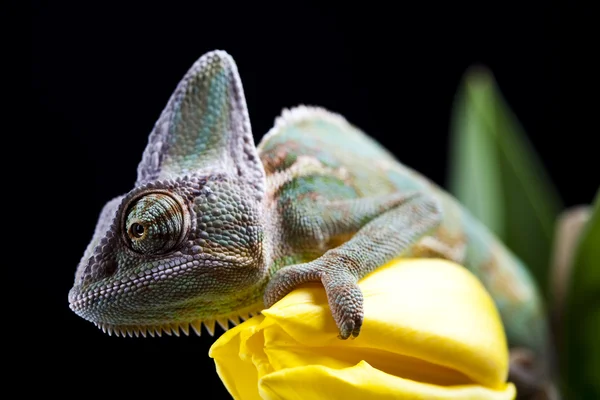 Chameleon & Tulip — Stock Photo, Image