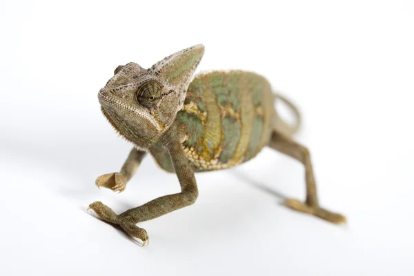 Chameleon izolovaných na bílém pozadí — Stock fotografie