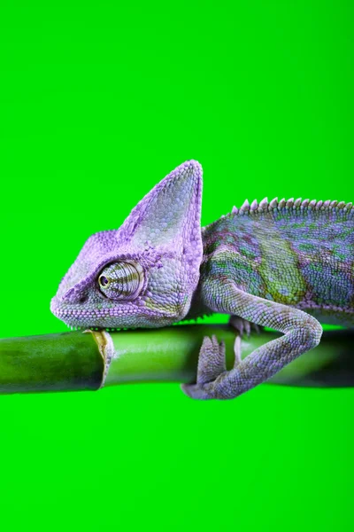 Zielony kameleon — Zdjęcie stockowe