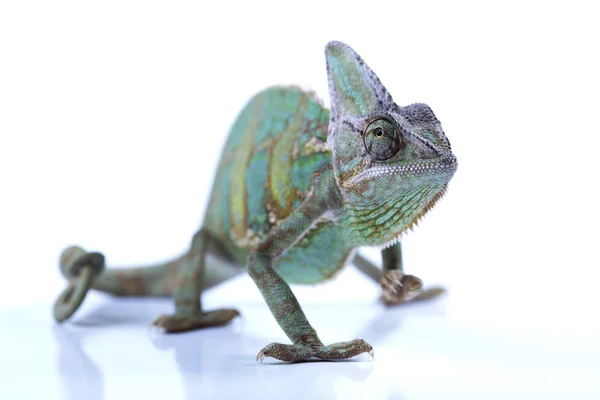 Chameleon izolovaných na bílém — Stock fotografie