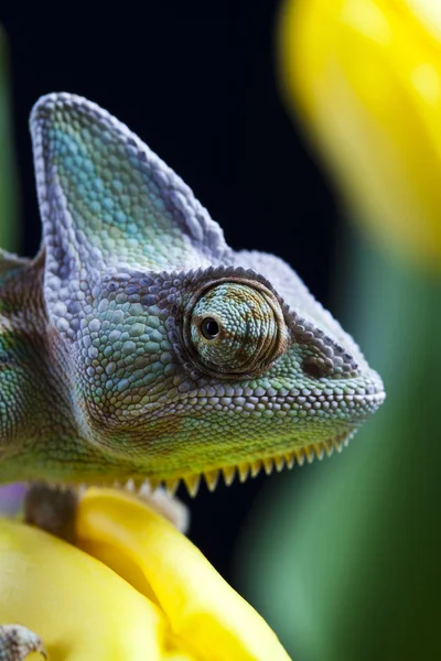 Green chameleon — Stock Photo, Image