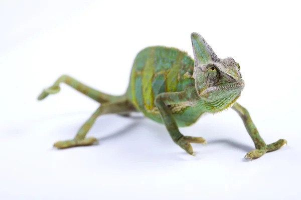 Chameleon isolated on white — Stock Photo, Image