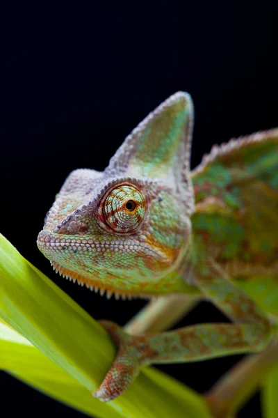 Lagarto — Fotografia de Stock