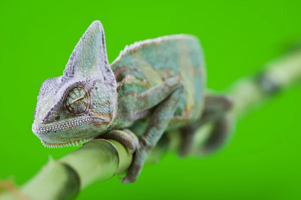 Зелений хамелеон — стокове фото