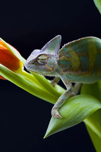 Chameleon — Stock Photo, Image
