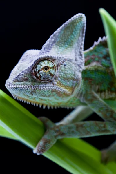 Zelený chameleon — Stock fotografie