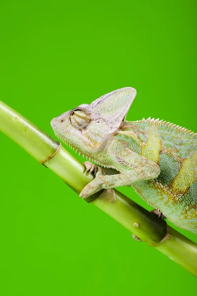 緑色の動物 — ストック写真
