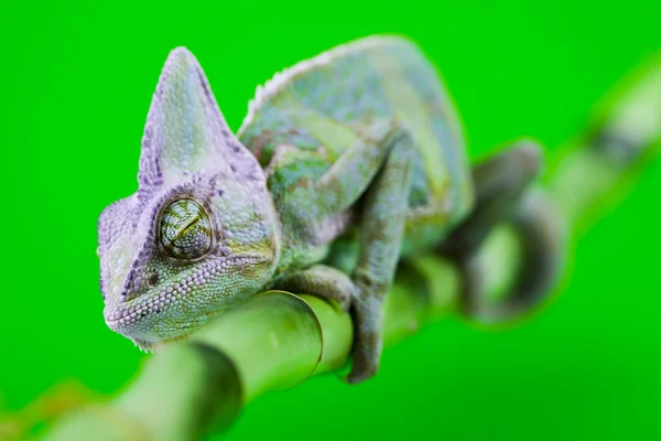緑色の動物 — ストック写真