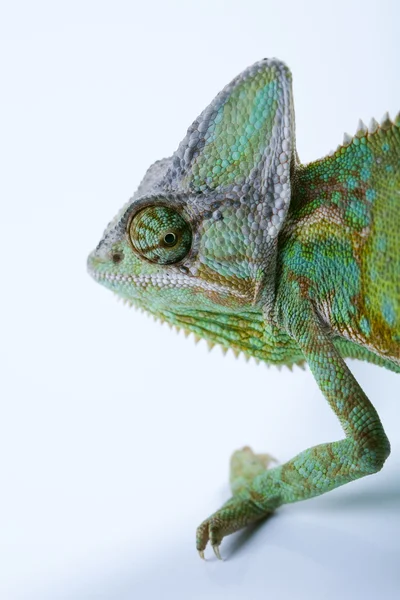 Chameleón — Stock fotografie