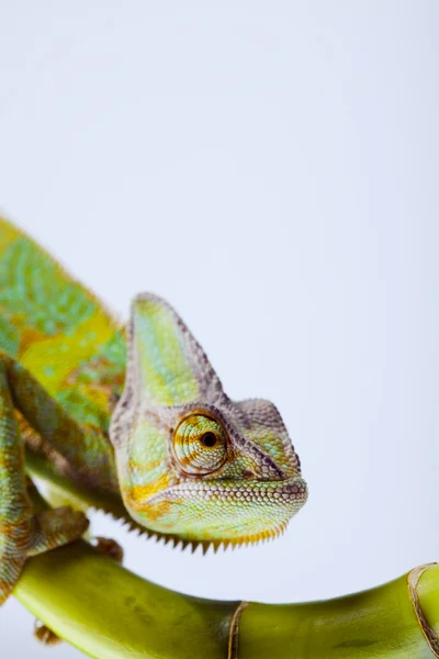 stock image Chameleon