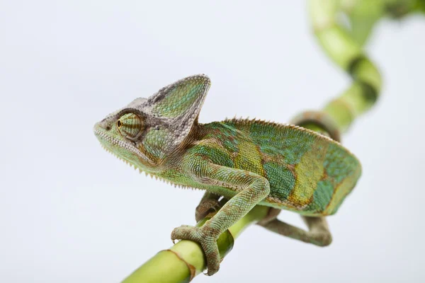 Chameleon isolated over white background — Stock Photo, Image