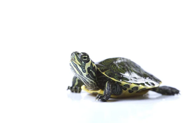 Güzel kaplumbağa üzerinde beyaz izole — Stok fotoğraf
