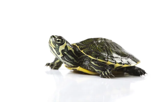Pěkný želva izolovaných na bílém — Stock fotografie