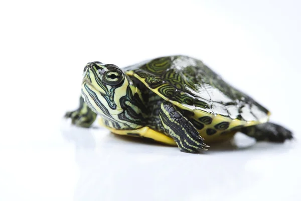 Turtle - isolated on white — Stock Photo, Image