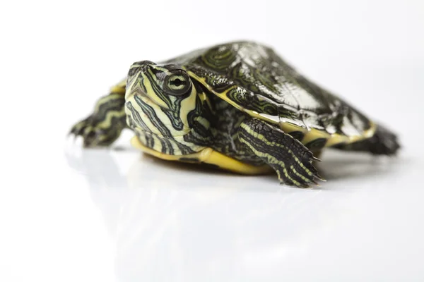 Turtle and carapace — Stock Photo, Image