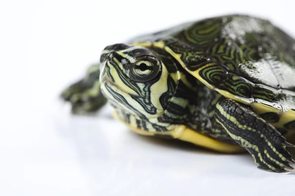 Żółw - na białym tle — Zdjęcie stockowe