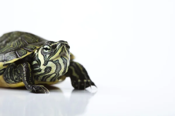 Kaplumbağa ve kabuğu — Stok fotoğraf