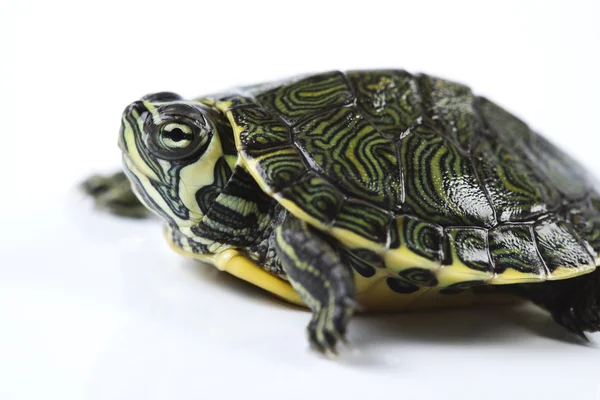 Żółw - na białym tle — Zdjęcie stockowe