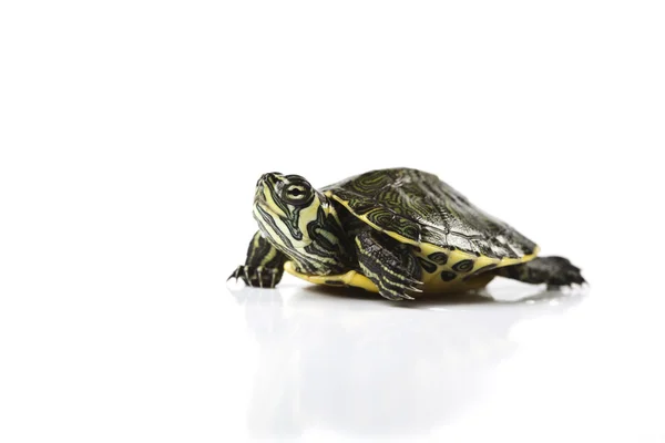 Черепаха и карапас — стоковое фото