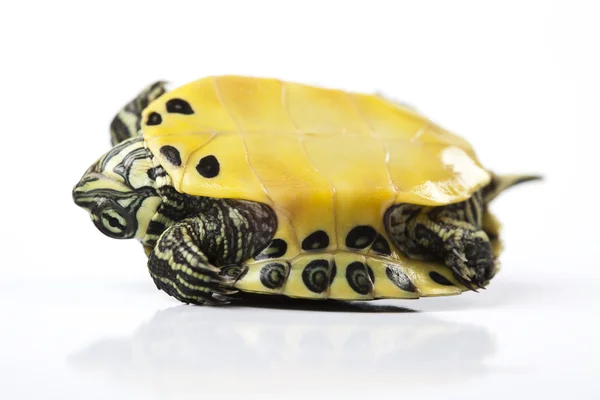 Turtle as a pet — Stock Photo, Image