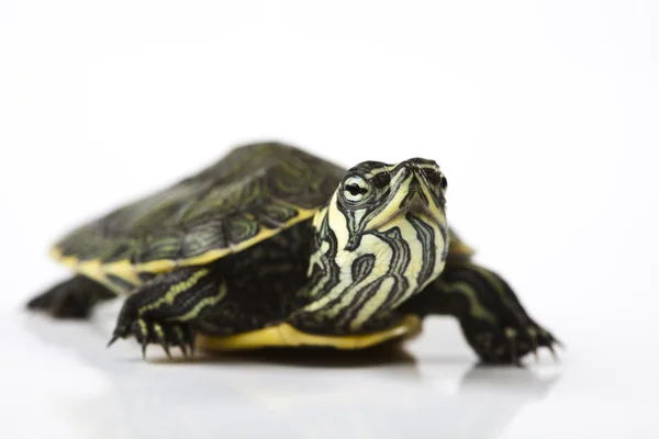 Slow turtle — Stock Photo, Image