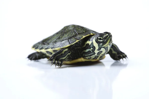 Черепаха как домашнее животное — стоковое фото