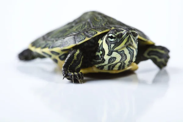 Reptil, tortuga — Foto de Stock