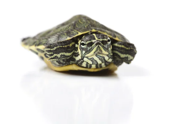 Animaux sauvages, tortue — Photo