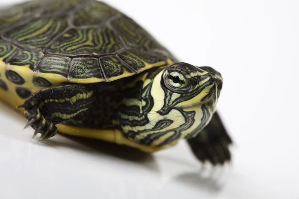 Vahşi hayvan, kaplumbağa — Stok fotoğraf