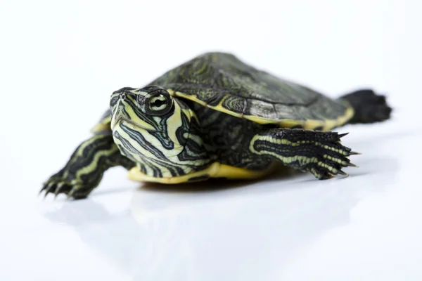 Beyaz bir arka plan yürüyen kaplumbağa — Stok fotoğraf