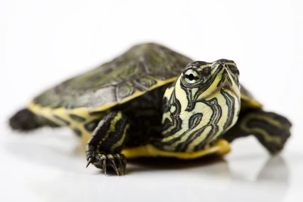 Dzikie zwierzę żółw — Zdjęcie stockowe