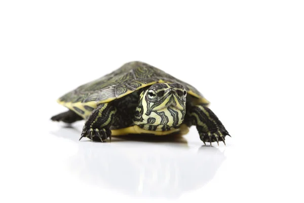 Beyaz bir arka plan yürüyen kaplumbağa — Stok fotoğraf