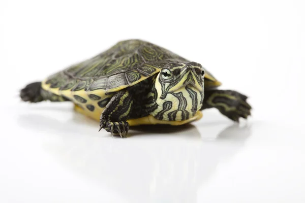 Divoké zvíře, želva — Stock fotografie