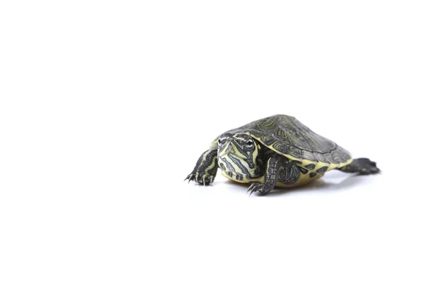 Vilda djur, sköldpadda — Stockfoto