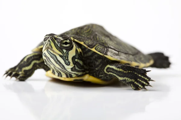 Żółw równie pewien pieścić — Zdjęcie stockowe
