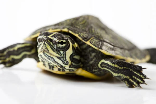Turtle as a pet — Stock Photo, Image