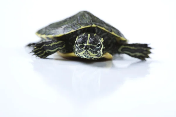 Żółw równie pewien pieścić — Zdjęcie stockowe