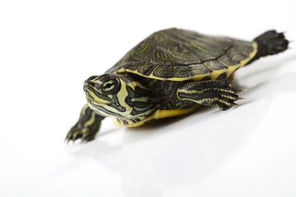 Рептилия, черепаха — стоковое фото