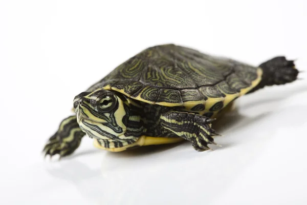 Sürüngen, kaplumbağa — Stok fotoğraf