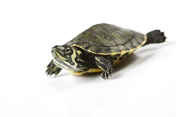 Gad, żółw — Zdjęcie stockowe