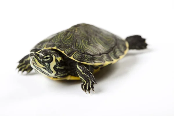 Bir evcil hayvan olarak turtle — Stok fotoğraf