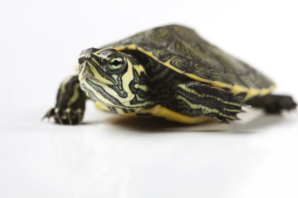 Réptil, tartaruga — Fotografia de Stock