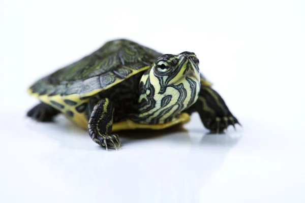 Gad, żółw — Zdjęcie stockowe