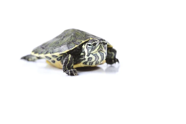 Schöne Schildkröte isoliert auf weiß — Stockfoto